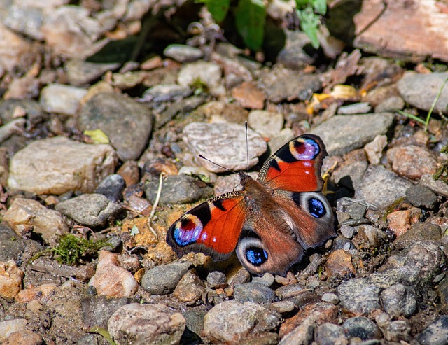 stone bird bath surrounded by flowering plants with dragonfly and butterfly visiting